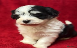 Havanese dogs for sale: Beautiful Havanese Puppies  - Image 9