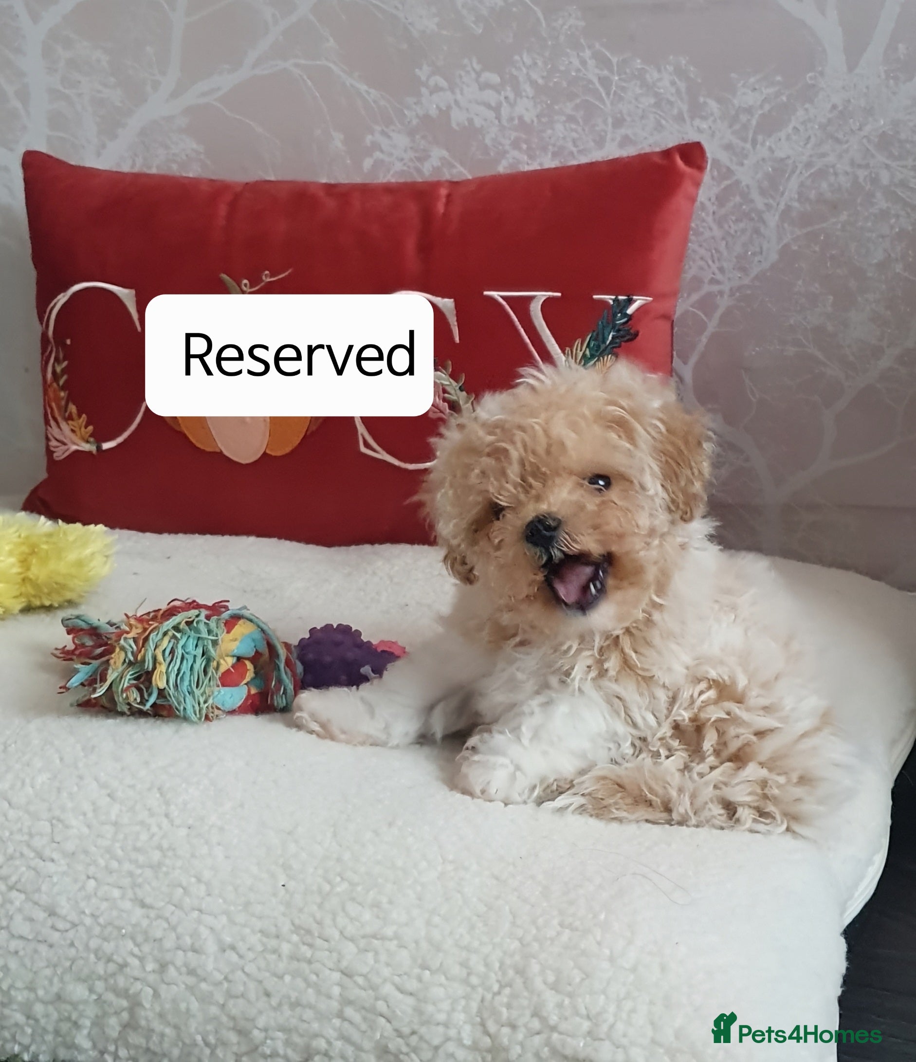 Maltipoo dogs 🌟💛🌟 Biscuit Princess RESERVED 🌟💛🌟  - Advert 3