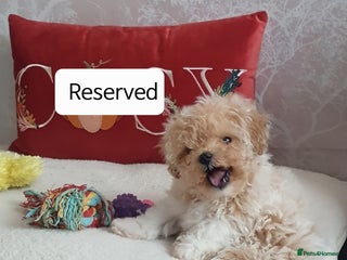 Maltipoo dogs 🌟💛🌟 Biscuit Princess RESERVED 🌟💛🌟 - Advert 5