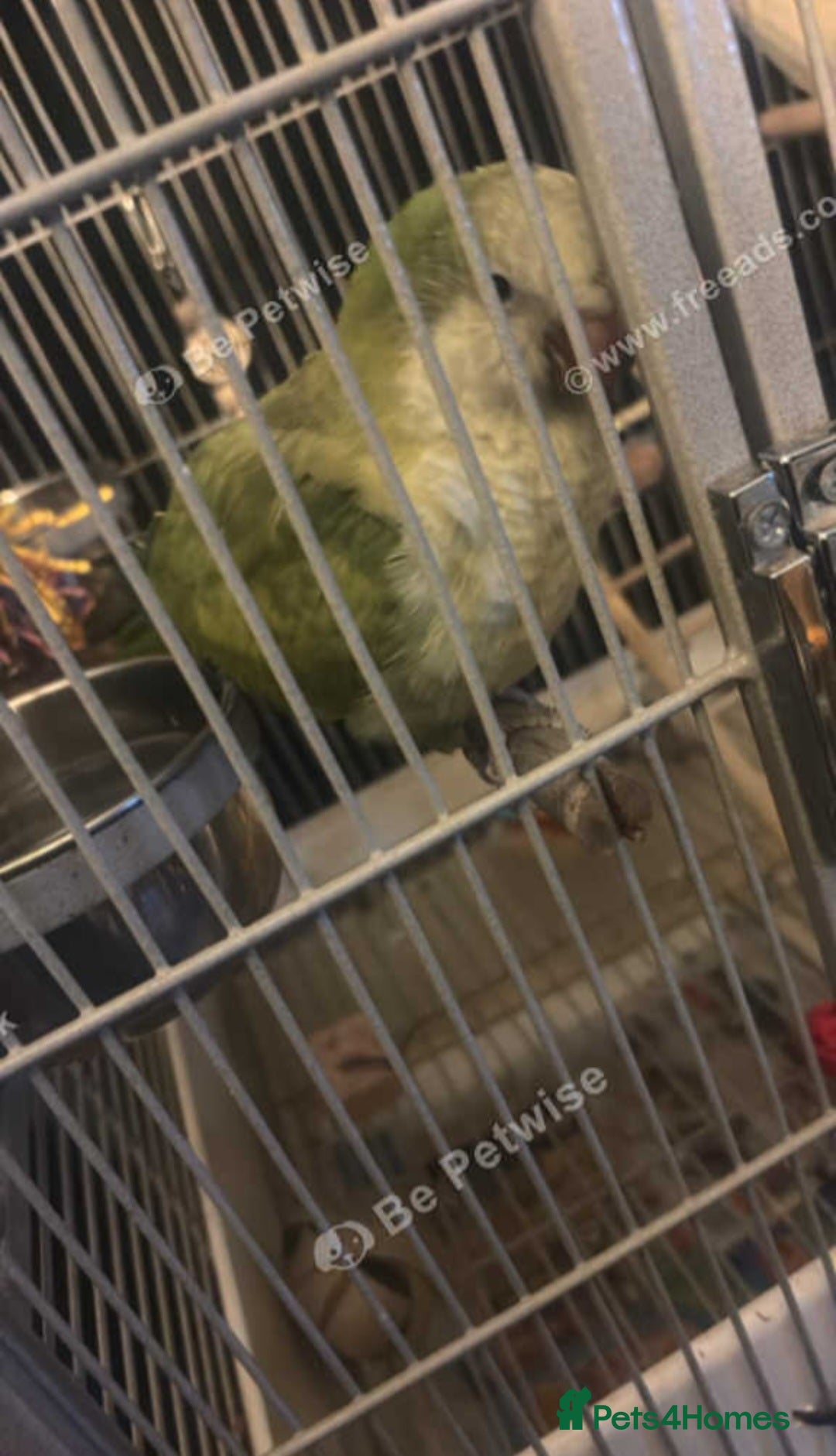 Parakeets birds for sale: Male Quaker Parrot  - Advert 3