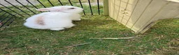 Mini Lop rabbits for sale: 4 mini lops - mixed sex in Sittingbourne - Advert 5