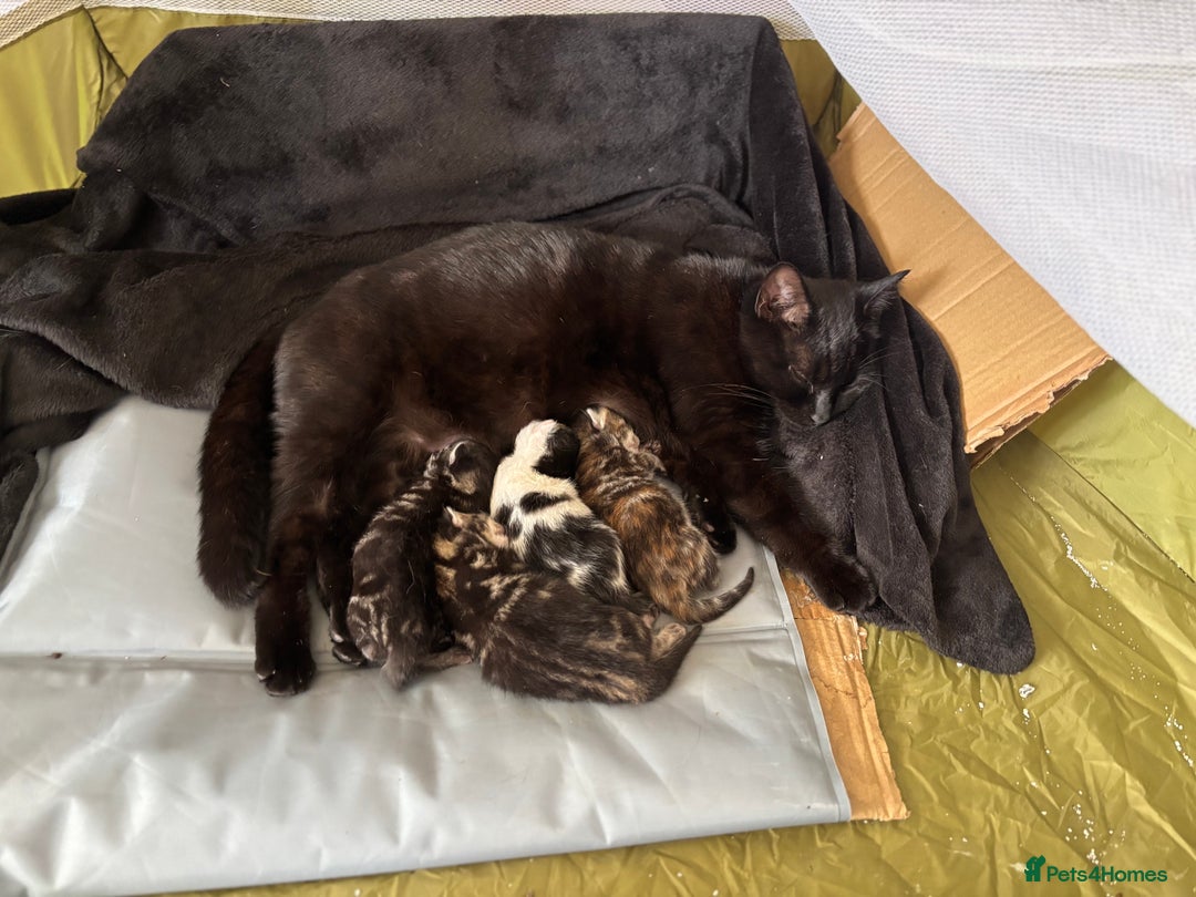 Mixed Breed cats for sale: Adorable Kittens Available  - Image 11