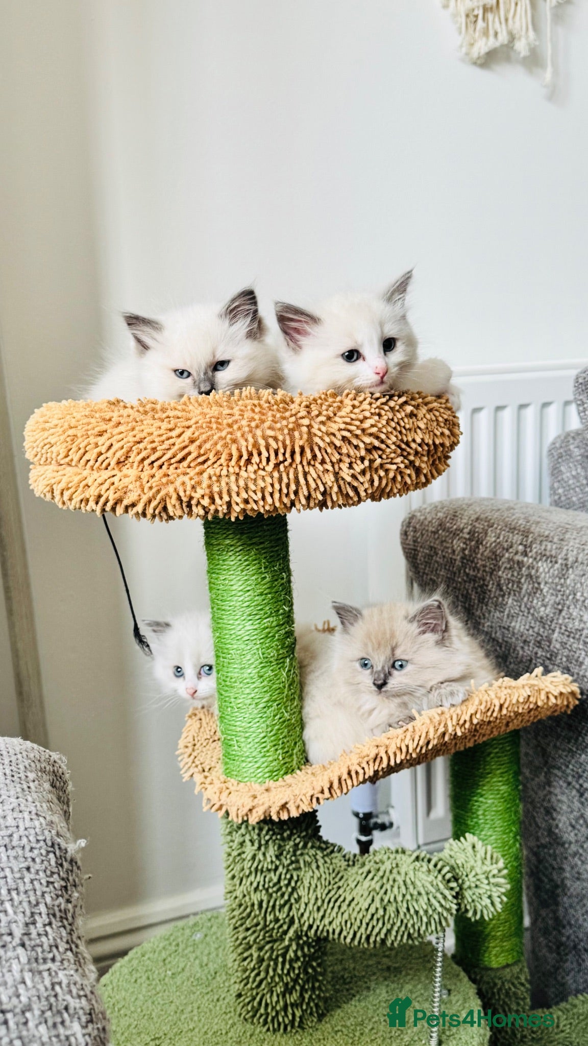 Ragdoll cats Ragdoll - Grey Mink/Blue Point Kittens 😍 - Advert 1
