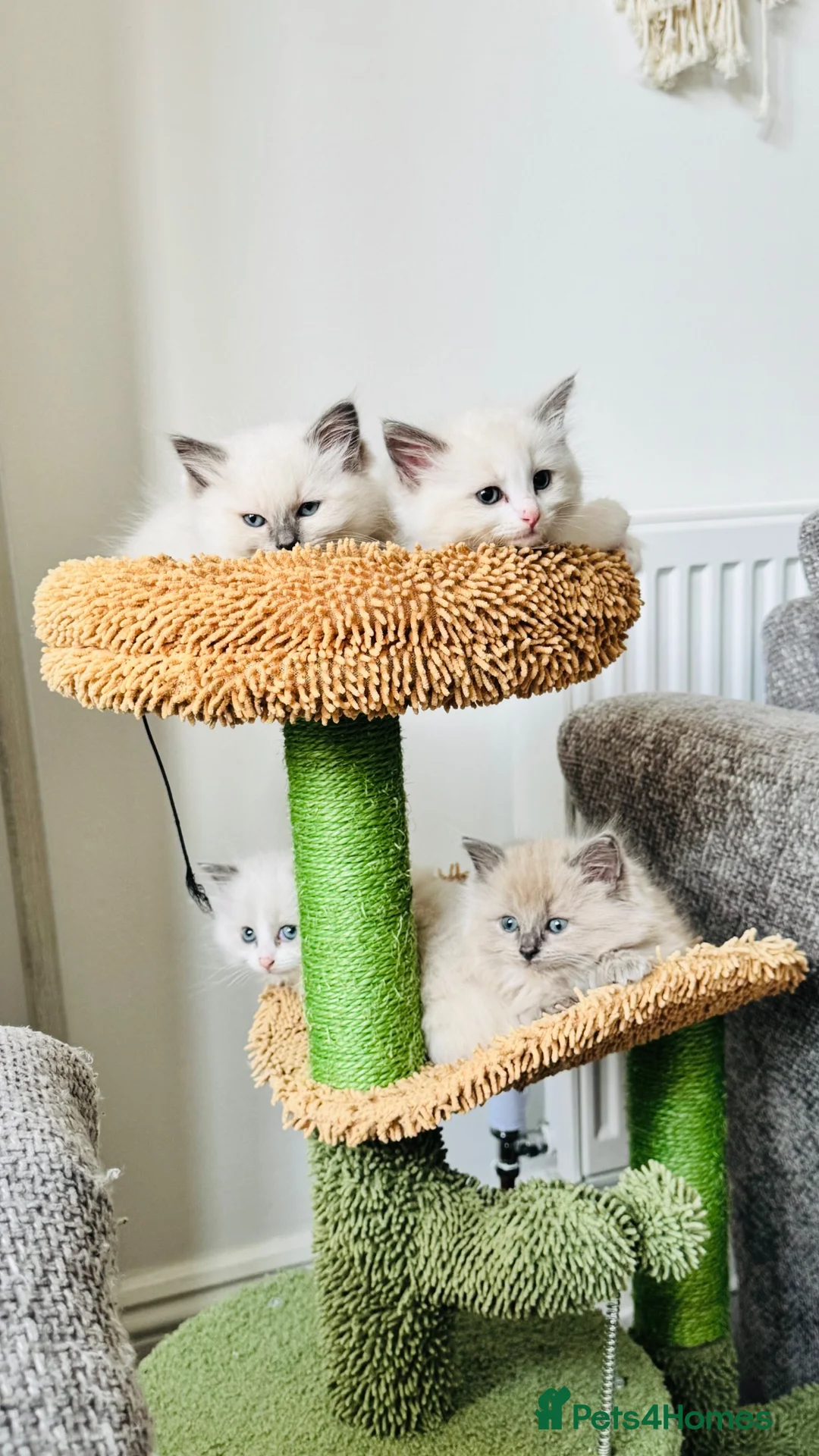 Ragdoll cats for sale: Ragdoll - Grey Mink/Blue Point Kittens 😍 - Advert 1
