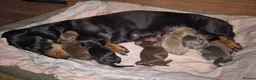 Miniature Dachshund dogs for sale: Beautiful dachshund pups - Advert 9