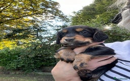 Cocker Spaniel dogs for sale: Upcoming Litter: KC Working Cocker Puppies - Image 33