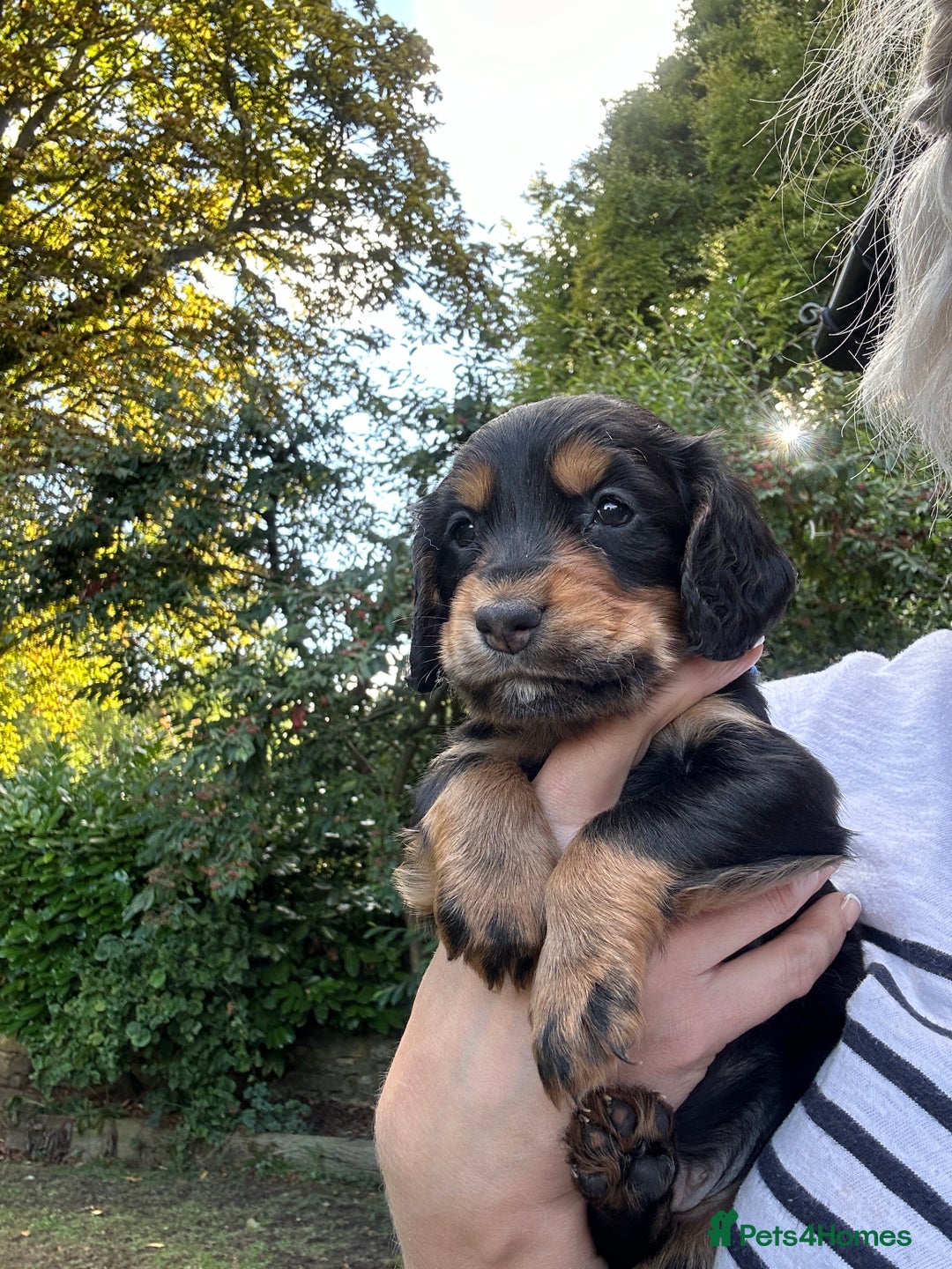 Cocker Spaniel dogs for sale: Upcoming Litter: KC Working Cocker Puppies - Image 33
