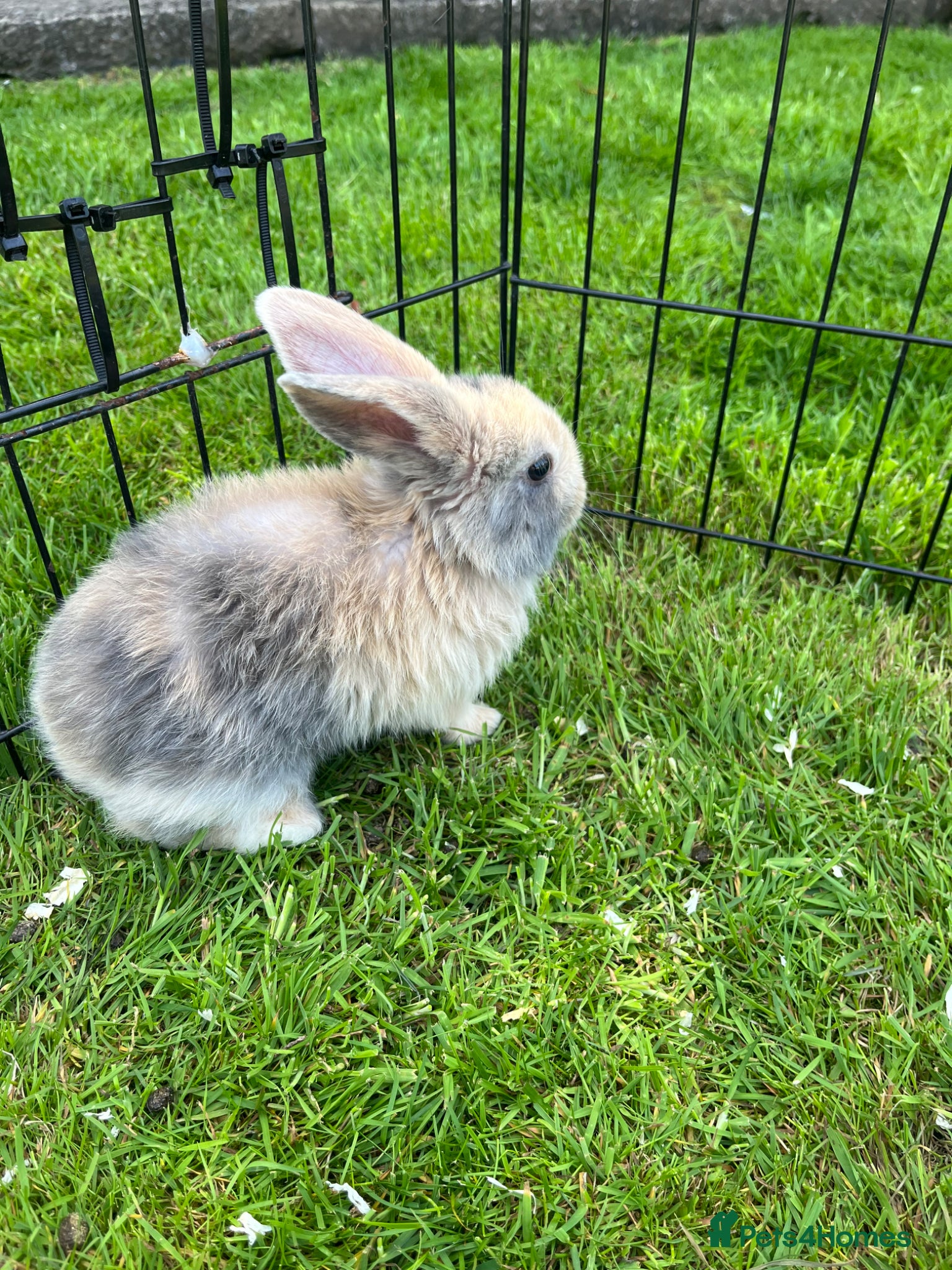 Mini Lop rabbits Baby lop-eared rabbits  - Advert 6