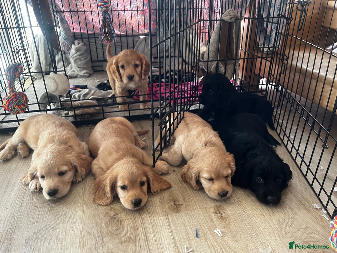 Cocker Spaniel dogs for sale: Gorgeous KC Working Cocker Spaniel Puppy Available - Image 24