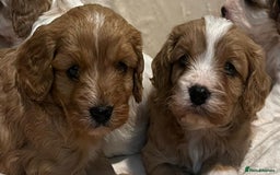 Cavapoo dogs for sale: 🐶🐩ADORABLE MINIATURE CAVAPOOS🐩🐶 - Image 19