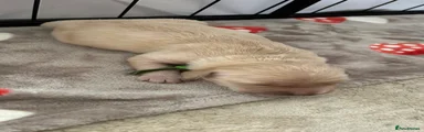Golden Retriever 3
