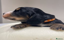 Cocker Spaniel dogs for sale: Show Cocker Spaniel’s  - Image 12
