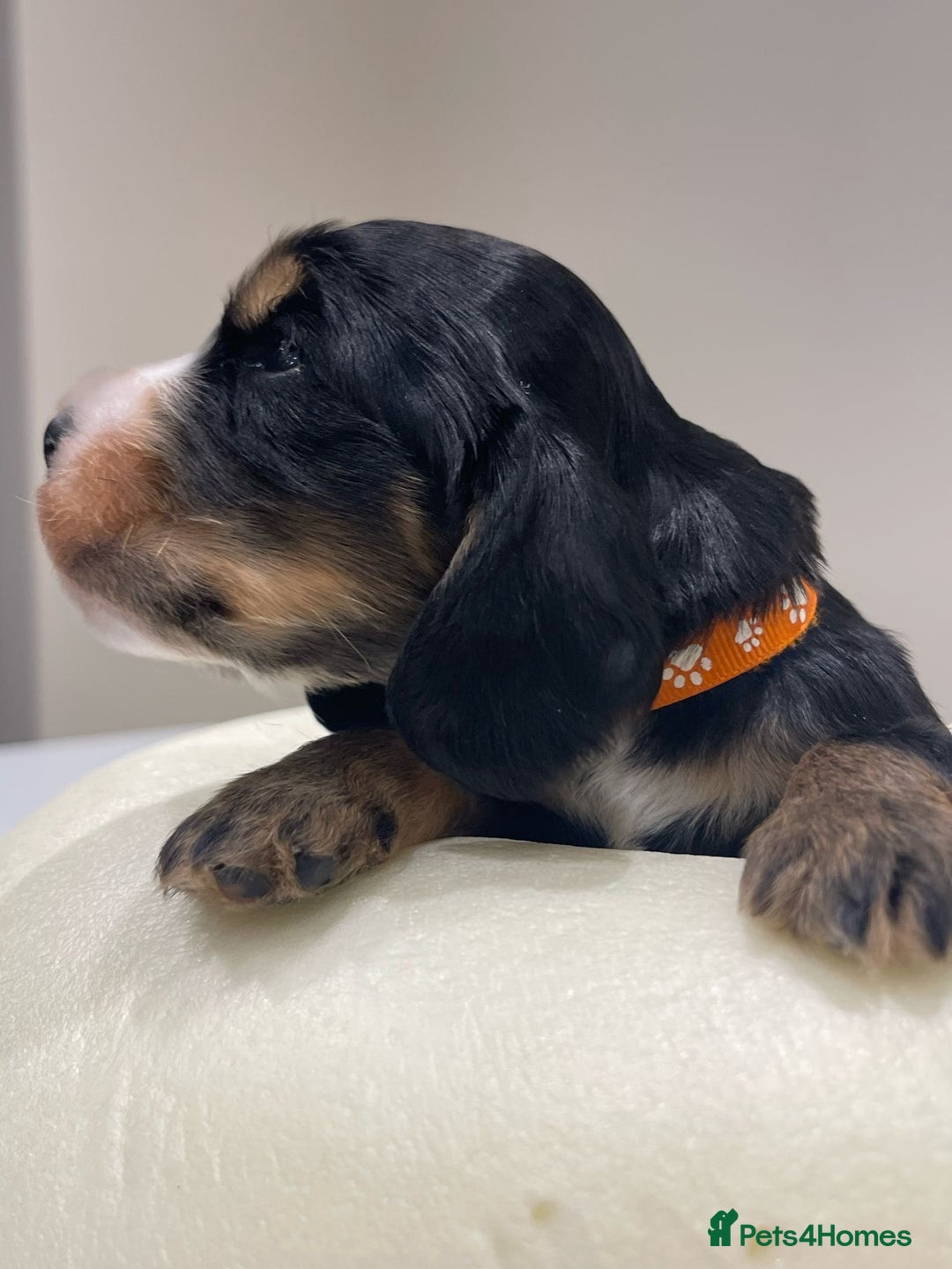 Cocker Spaniel dogs for sale: Show Cocker Spaniel’s  - Image 12