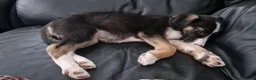 Mixed Breed dogs for sale: Collie x puppies in Redruth - Advert 3