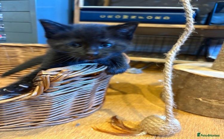 Mixed Breed cats - Advert 10