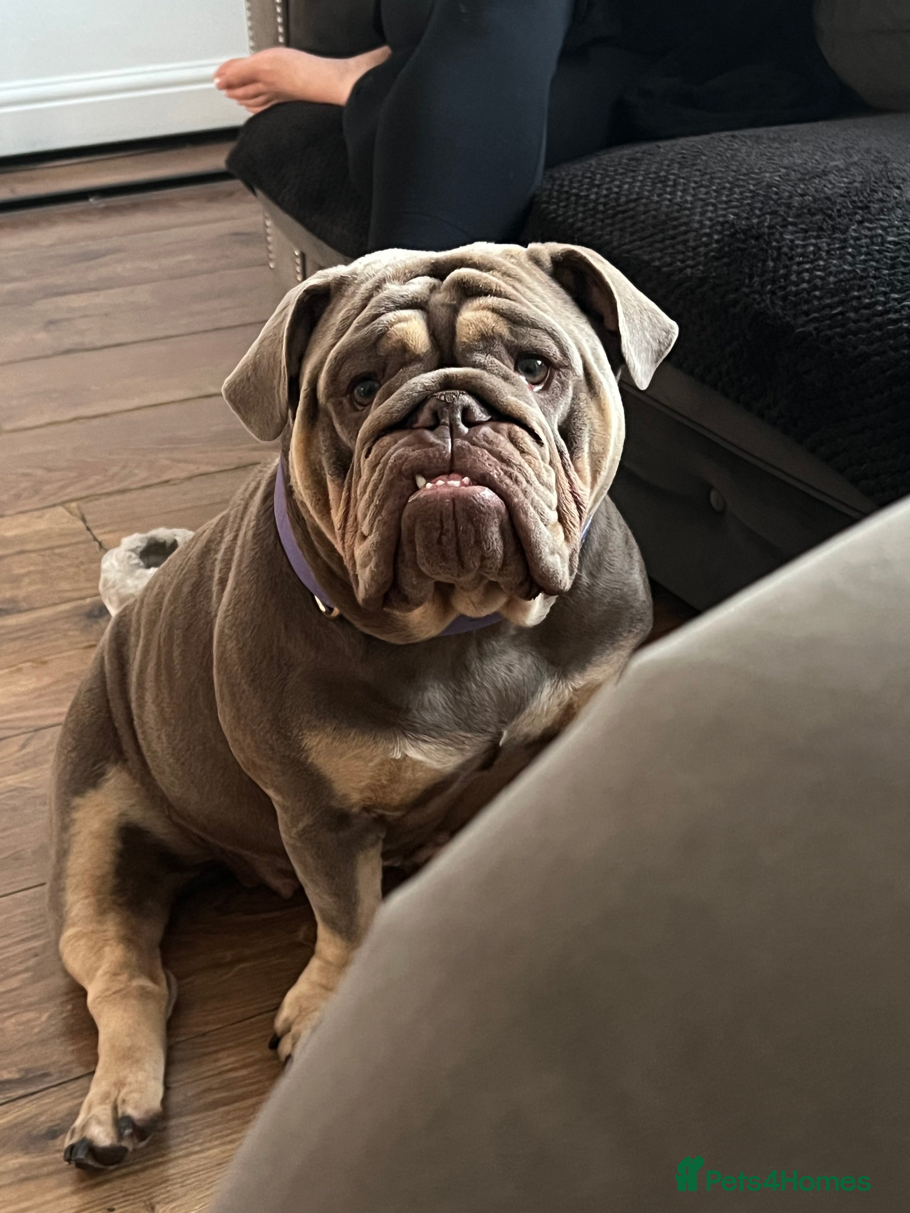 English Bulldog dogs English bulldog girl  - Advert 1