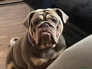 English Bulldog dogs English bulldog girl - Advert 16