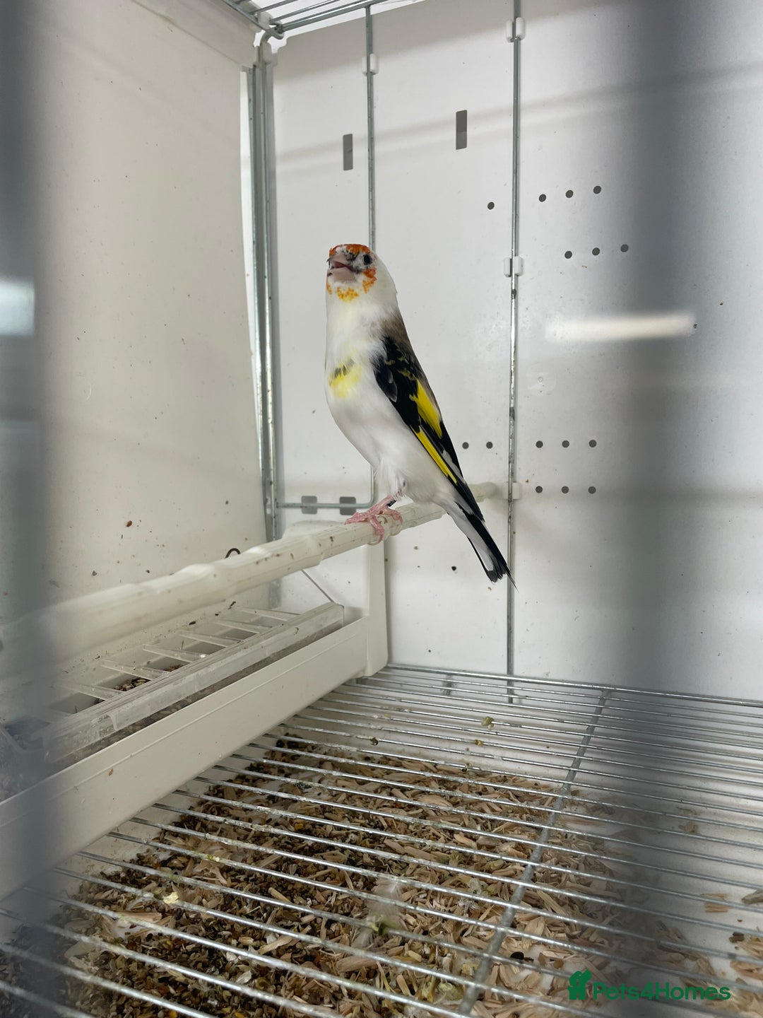 Finches birds for sale: Finches  - Image 9