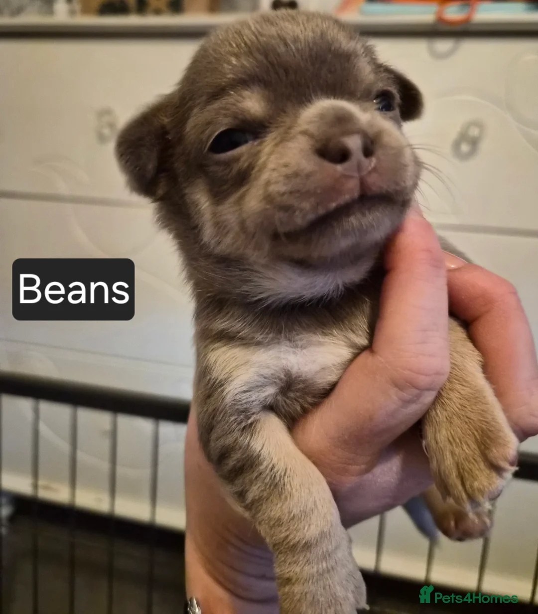 Chihuahua dogs for sale: 3 boy chihuahuas  - Advert 7