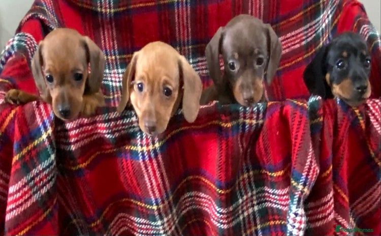 Miniature Dachshund dogs - Advert 11