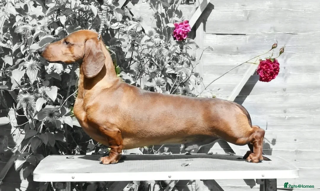 Dachshund dogs for sale: KC Registered Standard Dachshunds  - Advert 12