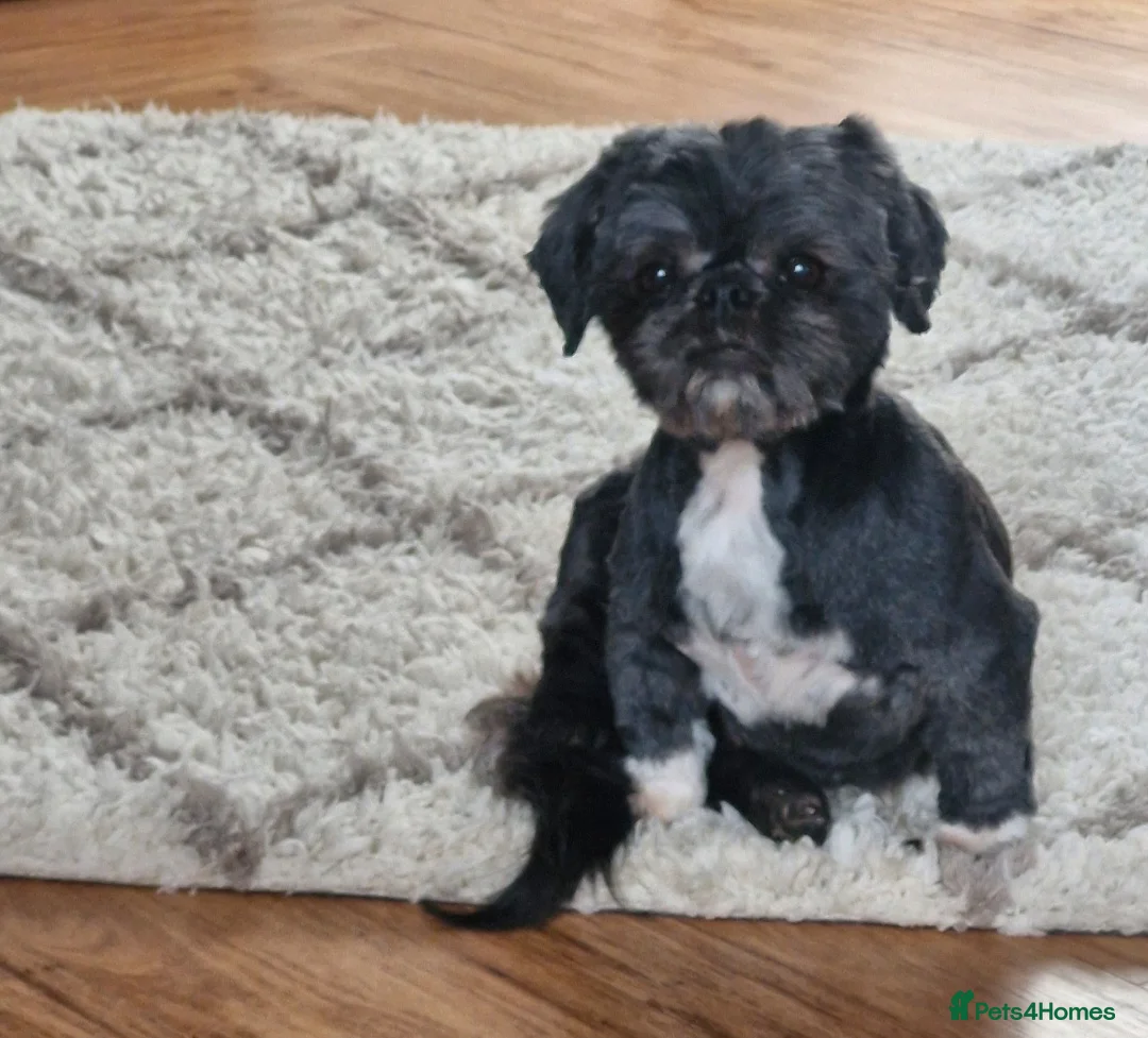 Shih Tzu dogs for sale: Shih tzu - Advert 1