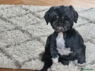 Shih Tzu dogs Shih tzu - Advert 1