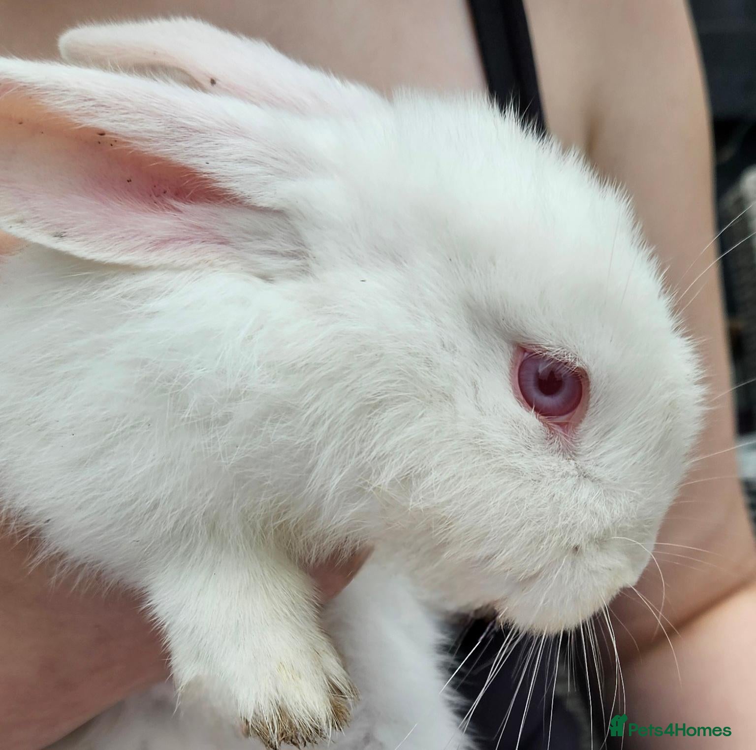 Mixed Breed rabbits Babies ready to go! Only 3 left! - Advert 2