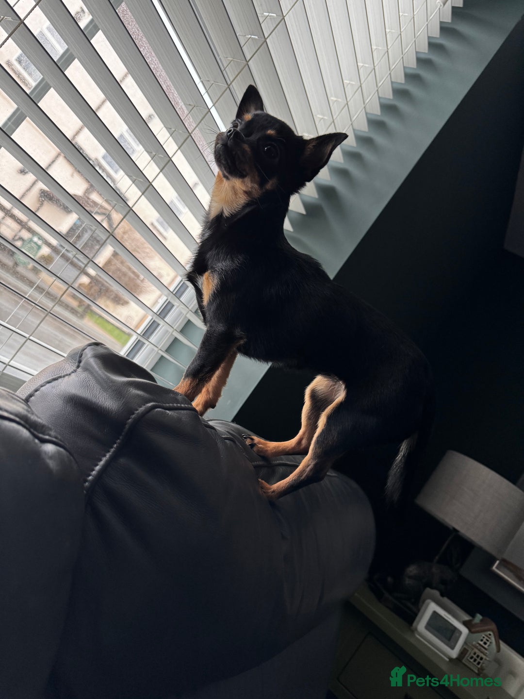 Chihuahua dogs for sale: Chihuahua girl 1 year old  - Advert 3