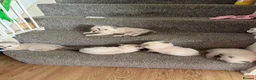 Ragdoll cats for sale: TICA registered pedigree Ragdoll kittens - Advert 12