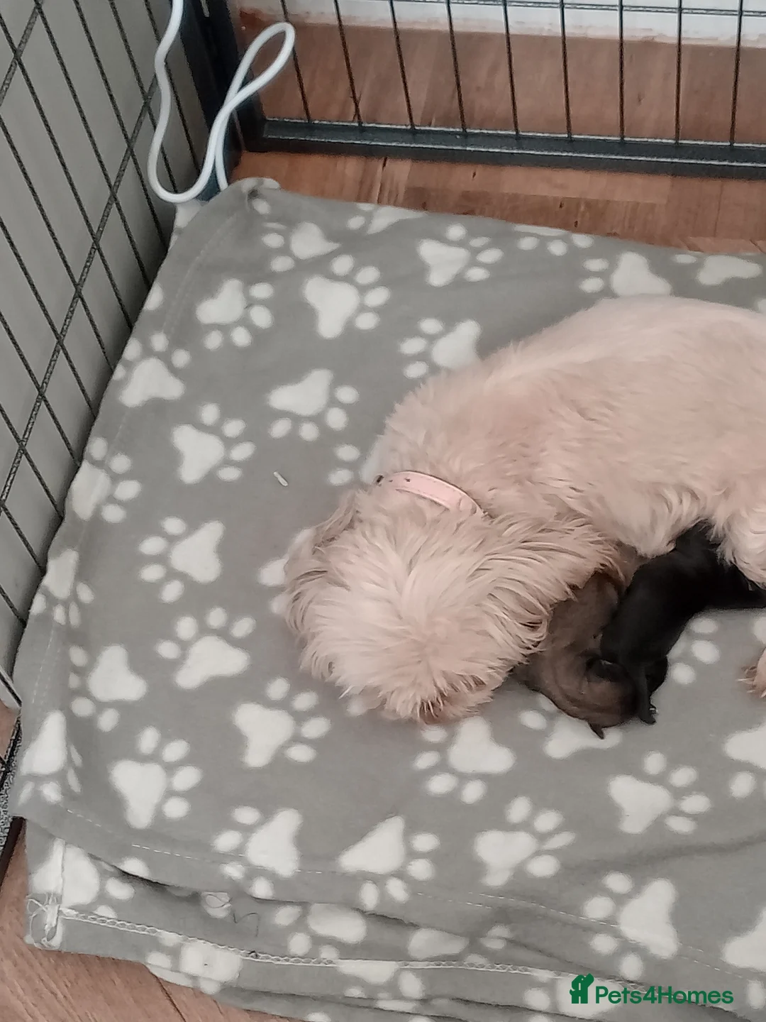 Shih Tzu dogs for sale: Imperial Shihtzu Puppies  - Advert 2