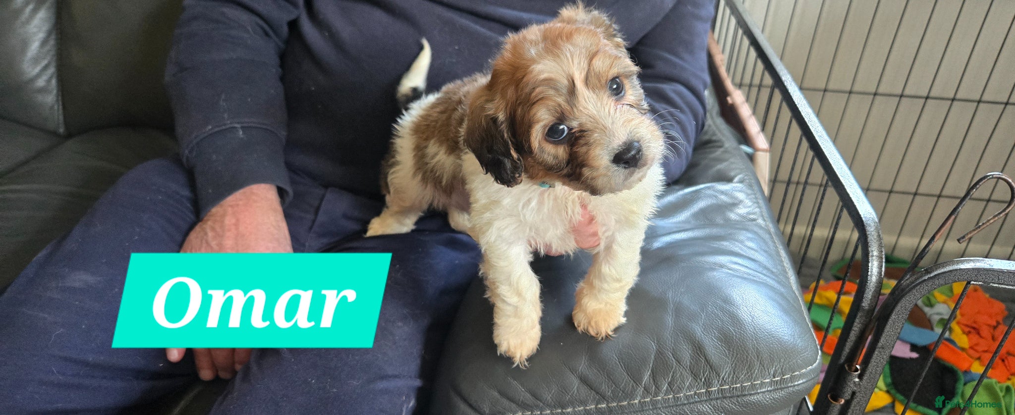 Cavachon dogs Gorgeous Cavachon puppies - Advert 1