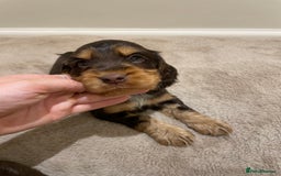 Cocker Spaniel dogs for sale: 6 gorgeous cocker spaniel puppies  - Image 16