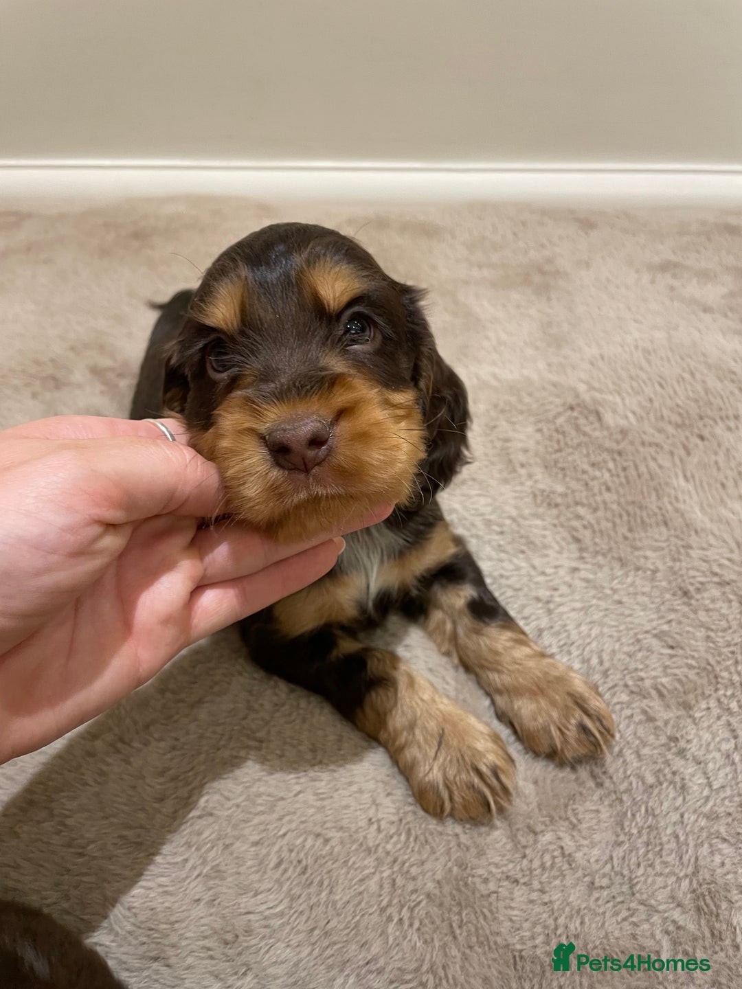 Cocker Spaniel dogs for sale: 6 gorgeous cocker spaniel puppies  - Image 16