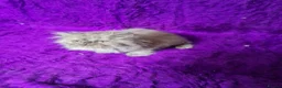 Persian cats for sale: Gccf Registered Persian Kittens  - Advert 6