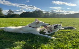 German Shepherd dogs for stud: Nika the shepsky for stud - Image 5