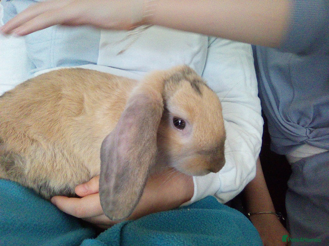 Mini Lop rabbits for sale: Bonded Mini Lop Rabbits + Hutch & Cage - Image 2