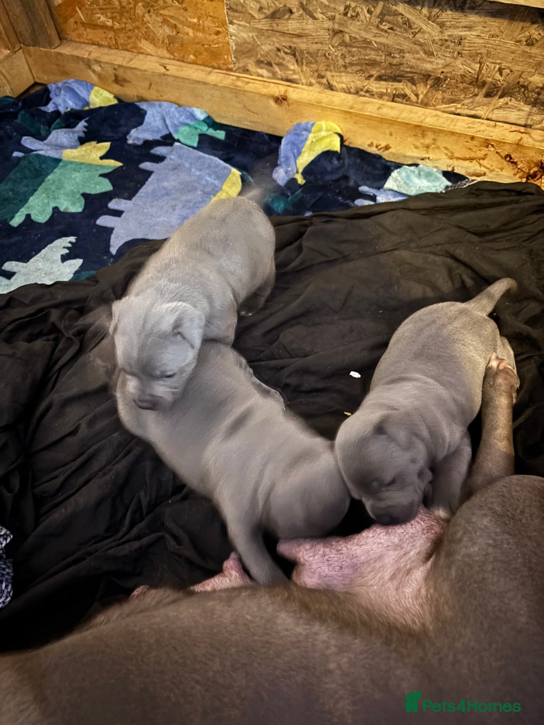 Staffordshire Bull Terrier dogs for sale: Staffy pups  - Advert 5