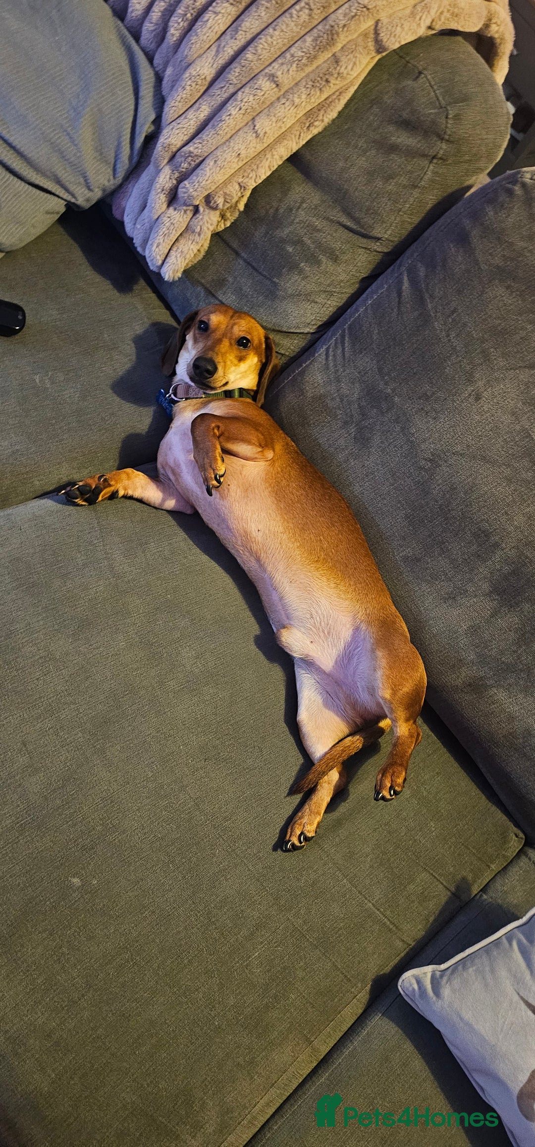 Dachshund dogs for sale: 2 year old named Frank  - Advert 5