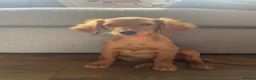 Goldendoodle dogs for sale: Golden Doodles (miniatures) - Advert 15