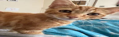 Domestic Shorthair 1