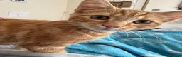 Domestic Shorthair cats for sale: Two very pretty male ginger kittens in Macclesfield - Advert 3