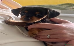 Mixed Breed dogs for sale: Miniature Dacshund/Miniature Yorkie ❤️❤️❤️ - Image 8