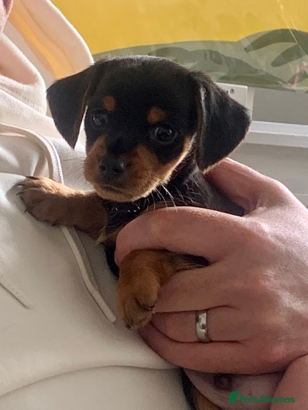 Mixed Breed dogs for sale: Miniature Dacshund/Miniature Yorkie ❤️❤️❤️ - Image 8