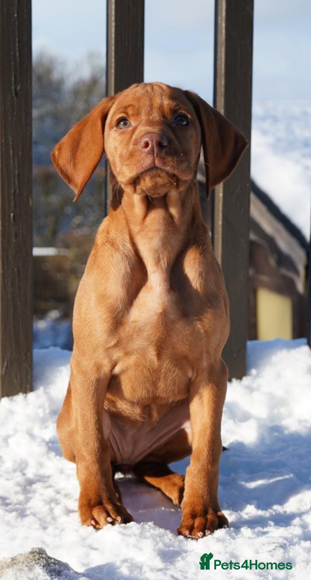 Hungarian Vizsla dogs for sale: Beautiful Fully Trained KC Hungarian Vizsla Puppy - Advert 3