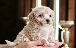 Maltipoo dogs for sale: Maltipoo mini boys and girls - Image 9