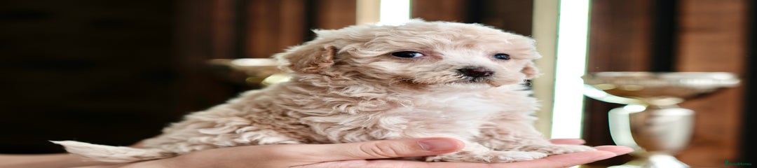 Maltipoo Puppy 3