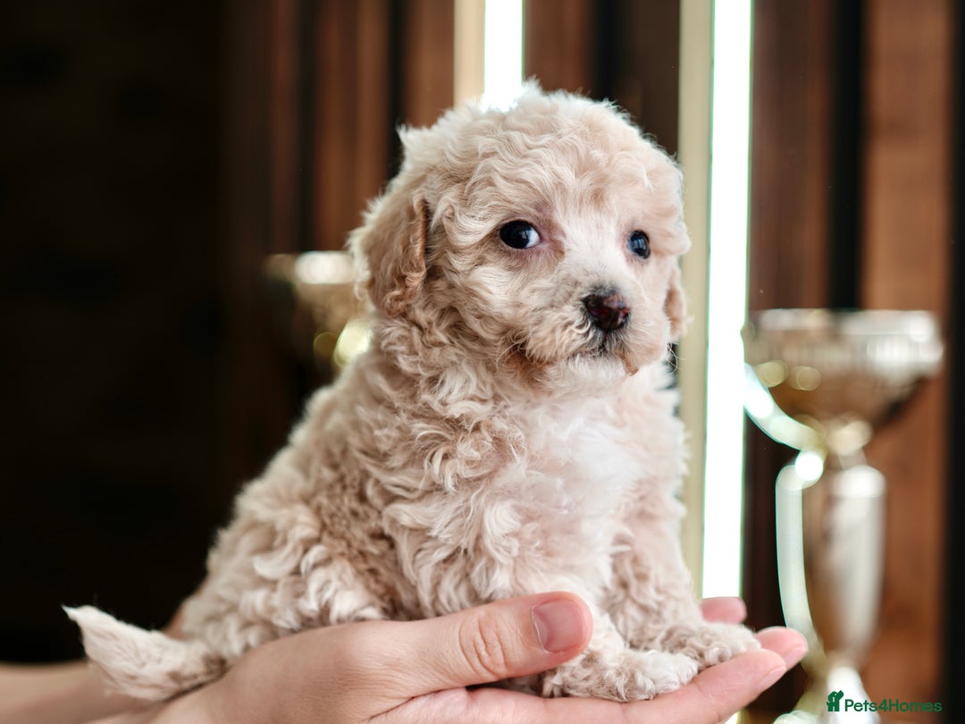 Maltipoo dogs for sale: Maltipoo mini boys and girls - Image 9