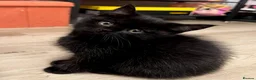 British Shorthair cats for sale: ✨ beautiful black/blue British Shorthair kittens✨ - Advert 19