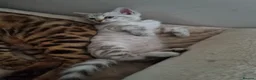 Bengal cats for sale: Snow Leopard Bengal Kitten - Advert 6